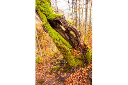Rotten tree in autumn forest with, a Nature Photo by oksix