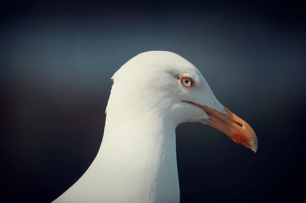 Snow Owl preview 5