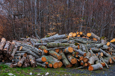Freshly cut tree trunks piled up in, a Nature Photo by Bepslabor