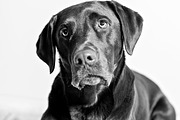 Chocolate lab set 1 featuring chocolate lab, dog, and dog lab, an Animal Photo by Persnickety Prints (Thumbnail 1 of 2)