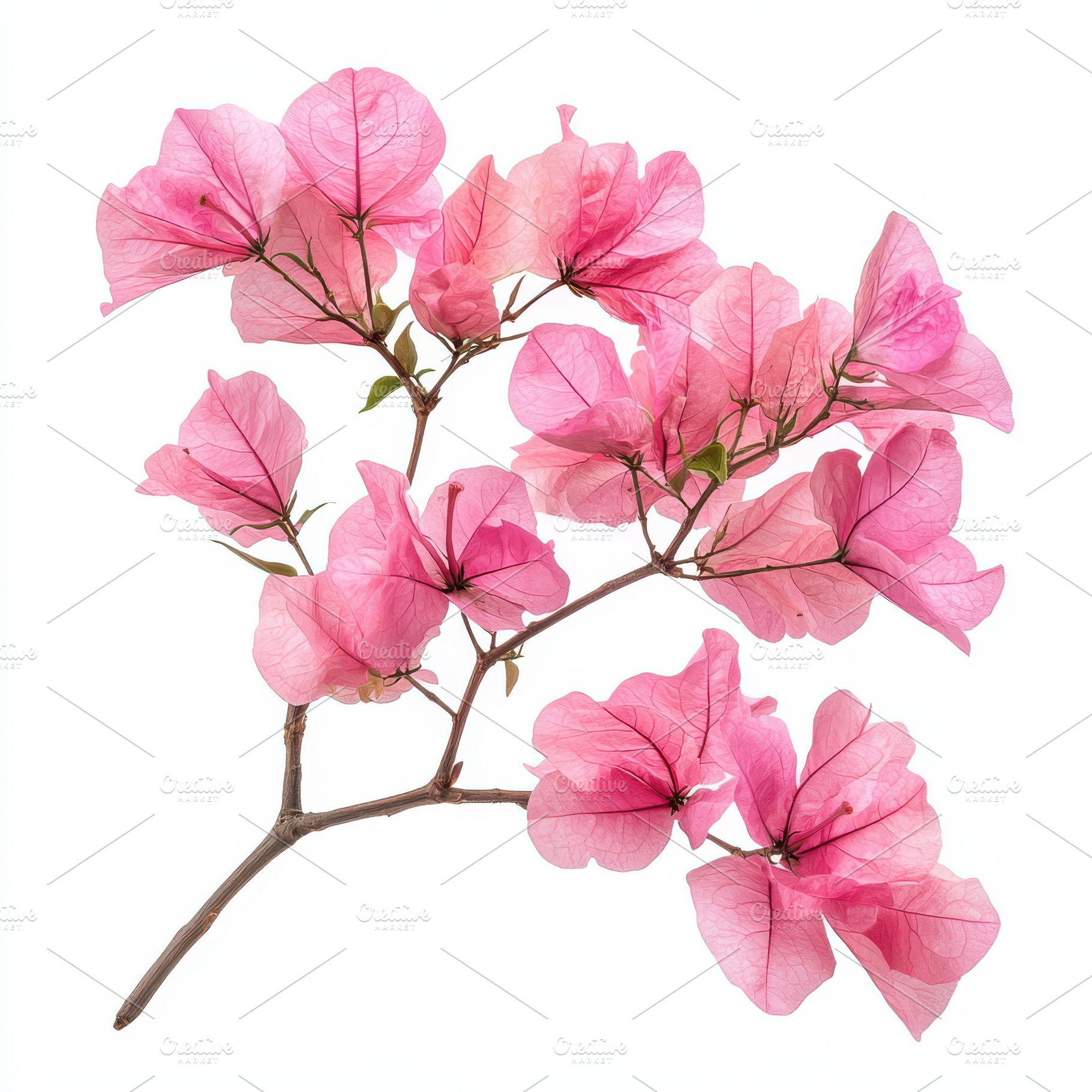 Pink bougainvillea flower branch on, a Food & Drink Photo by Pixeness Studio
