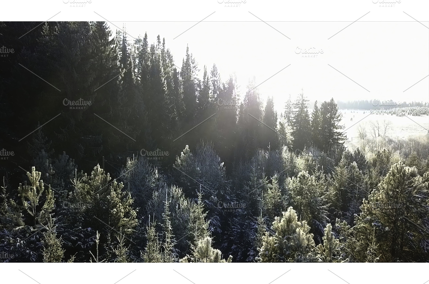 Top view of beautiful coniferous, a Nature Photo by Media Whale Stock