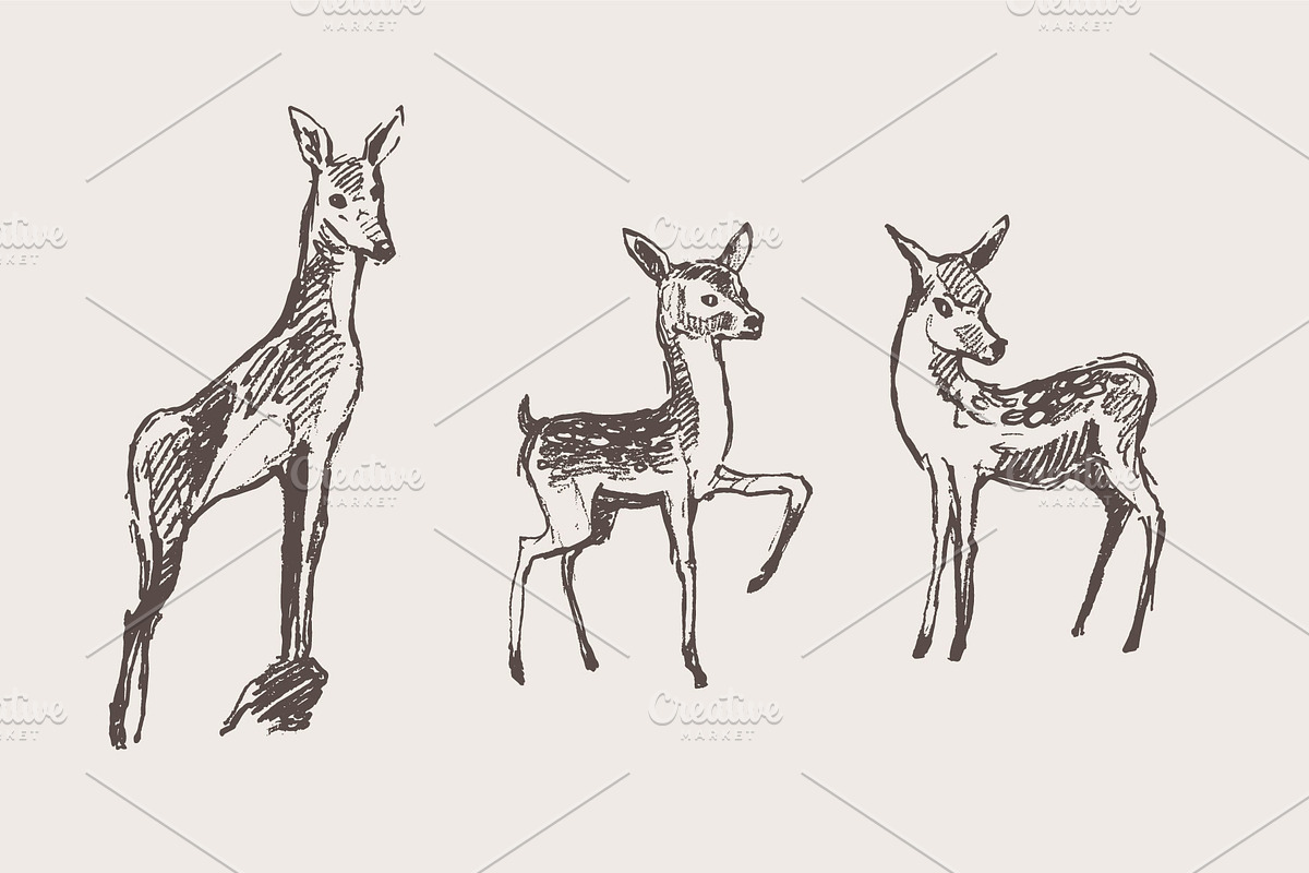 Hand drawn collection of deer, an Animal Illustration by TheMountBirdStudio (Photo 3 of 6)