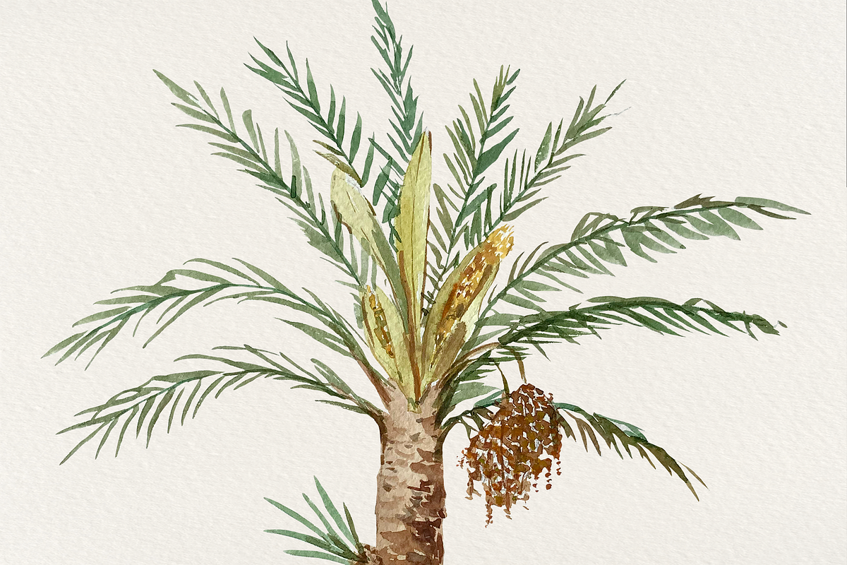 Date Palm - Watercolor Clip Art, an Education Illustration by Tati Bordiu (Photo 4 of 5)