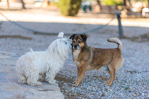 Pets stock photo containing affection and animal