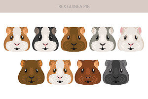 Rex Guinea Pig