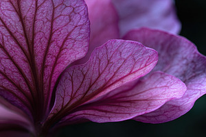 Vibrant petals show details, a Photo by Beautiful things