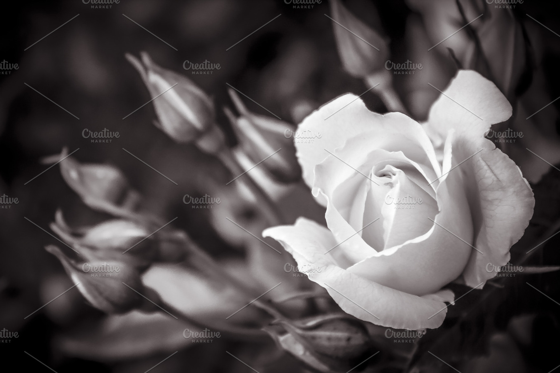 Black And White Rose Containing White Rose And Garden