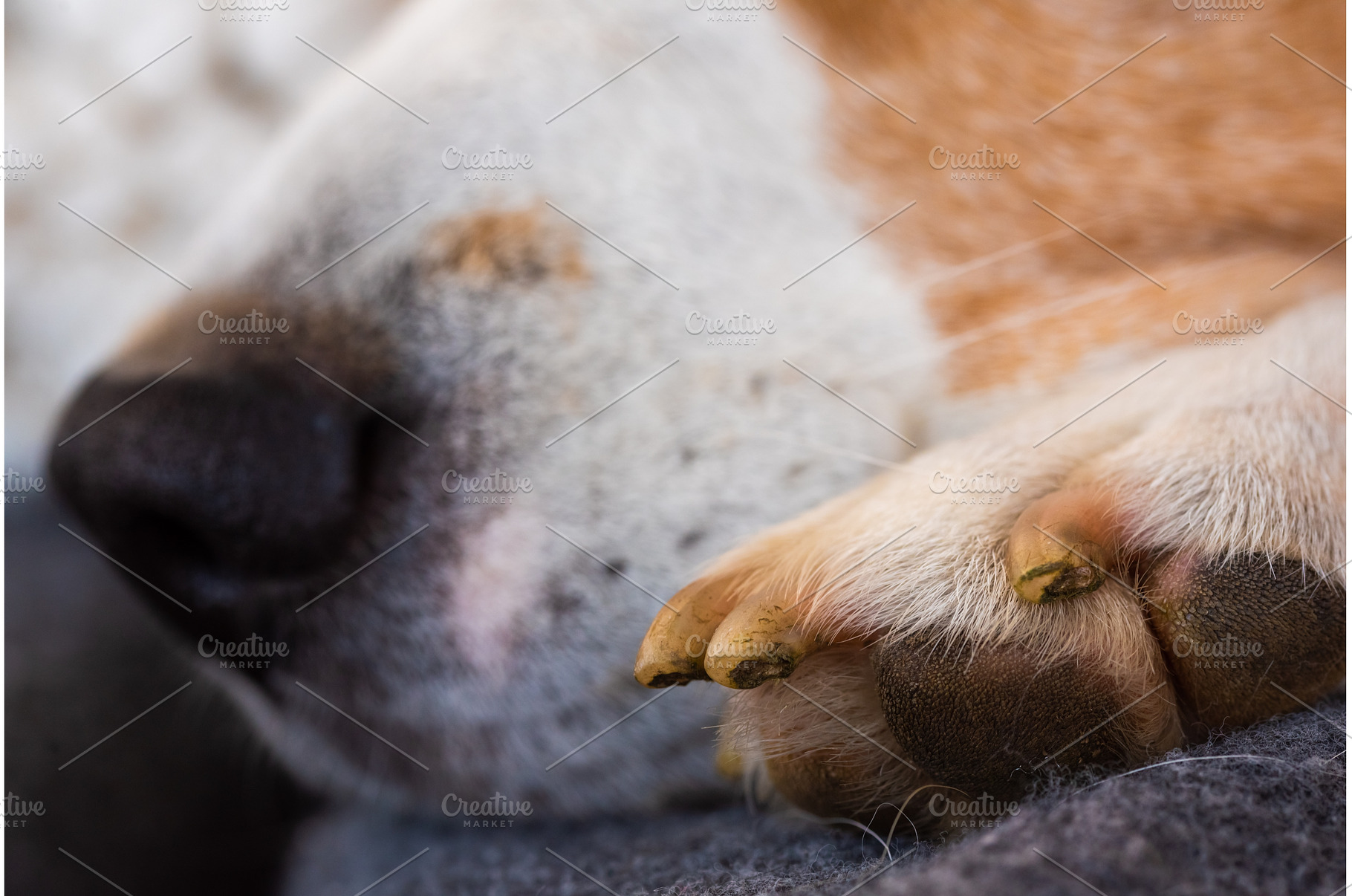 veterinary care dog paw with nails, an Animal Photo by MadPhotos