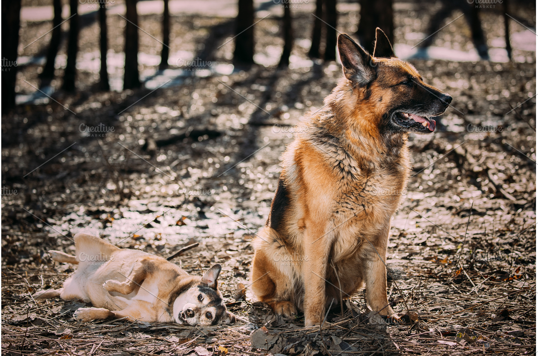 Alsatian Wolf Dog Or Black German, an Animal Photo by Our Amazing World