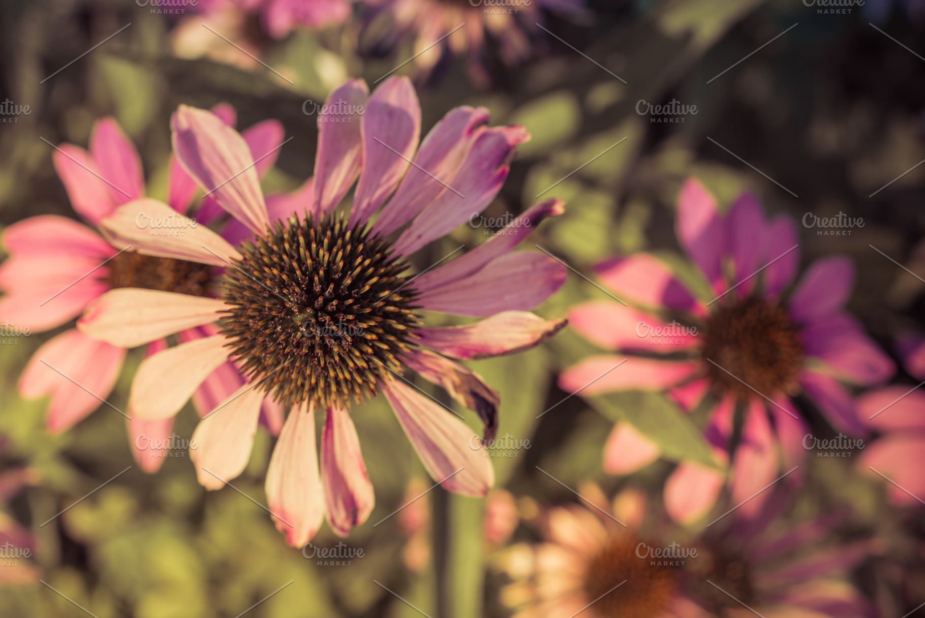 Late Summer Echinacea Flower, a Nature Photo by ClubhouseArts