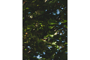Dark moody maple leaves texture with
