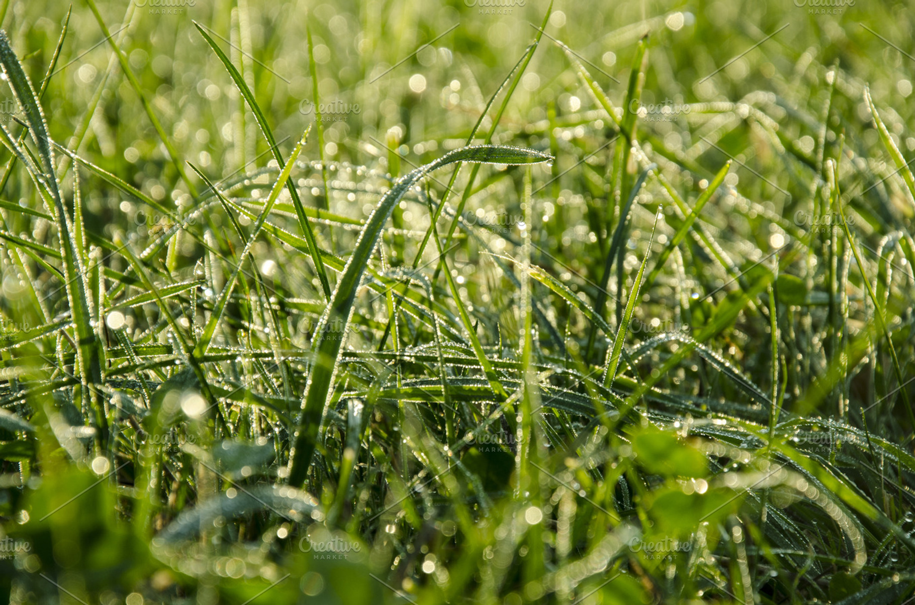 Green grass with raindrops containing green, grass, and nature photos