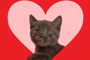 Cute grey baby cat through heart
