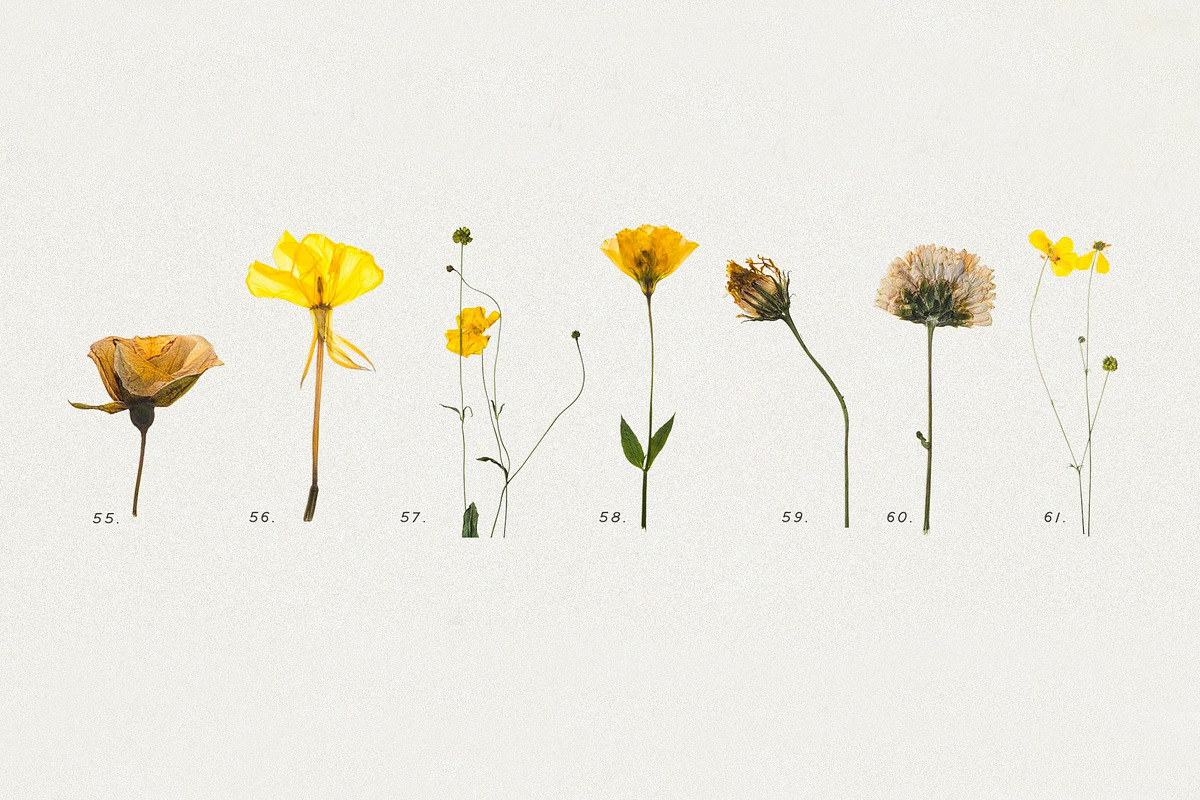 BUNDLE - Dry Flowers & Leaves, an Object Graphic by Sparrow & Snow (Photo 8 of 28)