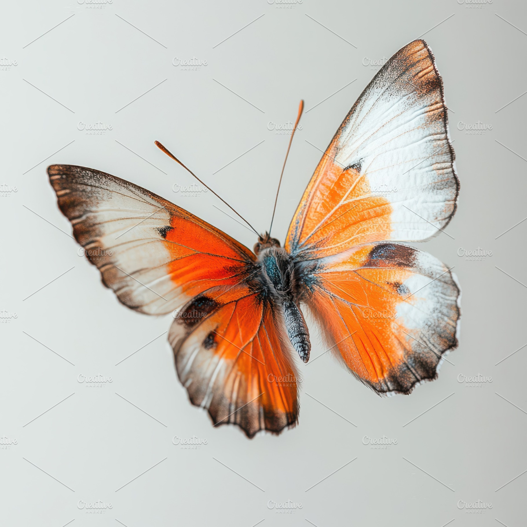 Orange and White Butterfly in Flight, an Animal Photo by Pixeness Studio