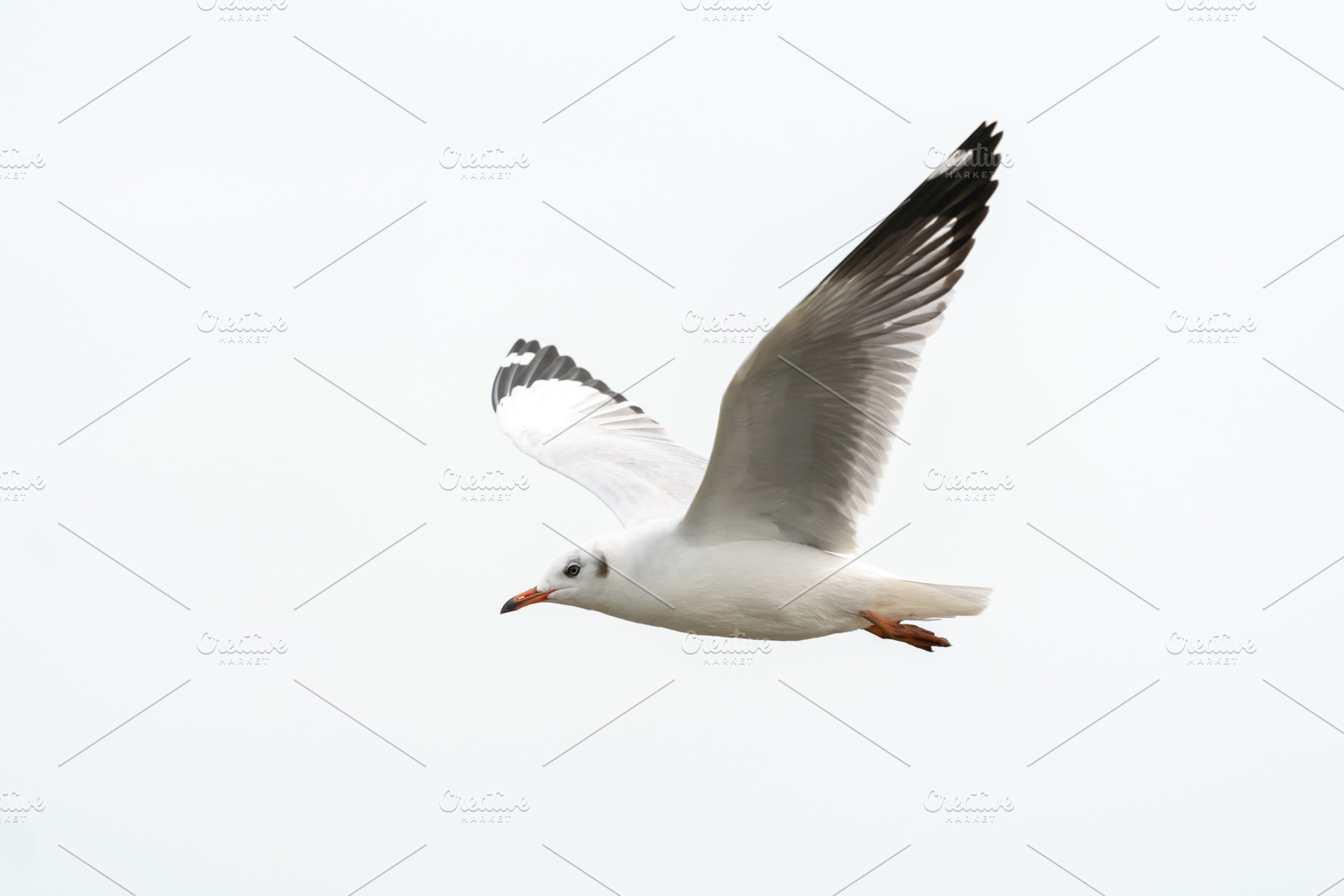 Flying seagull in tropical beach stock photo containing above and air, an Animal Photo by Pushish Images