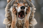 236 surprised animals, an Animal Photo by Handmadefont (Thumbnail 168 of 241)