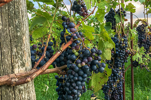 Vineyard, a Nature Photo by KYNA STUDIO