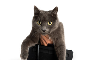 Gray Cat Holding Drawing Tablet, an Animal Photo by Ales Munt