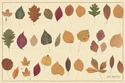 Herbarium: Pressed autumn leaves, a Seasonal Illustration by dlinnaya (Thumbnail 6 of 6)