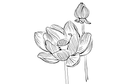 Lilies and Lotus Florals, an Object Graphic by VictoriaKStudio (Thumbnail 3 of 10)