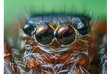 Jumping spider eyes, close up