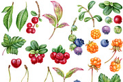 Watercolor berries clip art., a Food Illustration by Mary (Thumbnail 2 of 4)