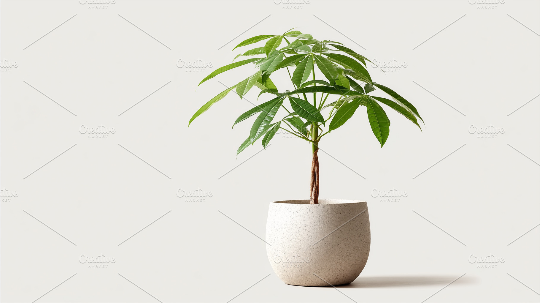Pachira tree in a beige clay pot, a Nature Photo by MistyDay