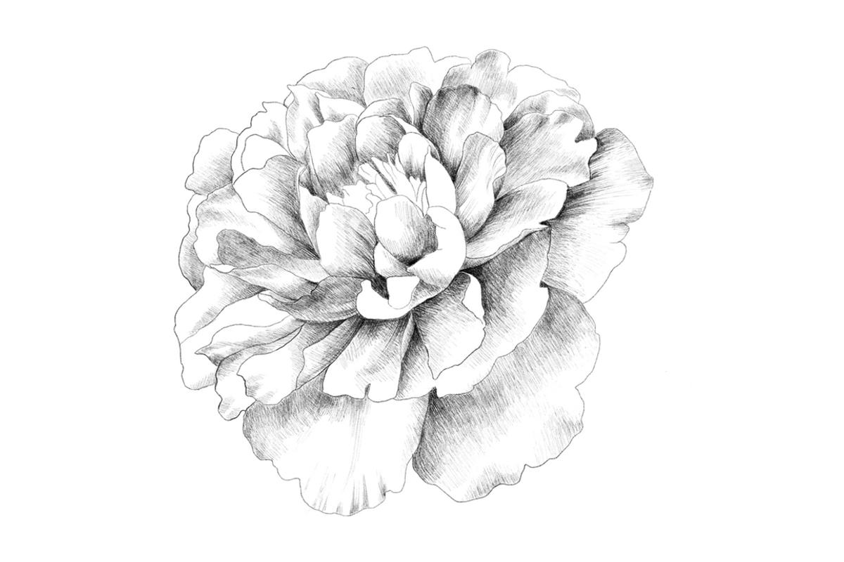 Peony hand sketch, an Object Graphic by VictoriaKStudio (Photo 3 of 3)