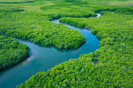 Aerial View of Green Mangrove Forest