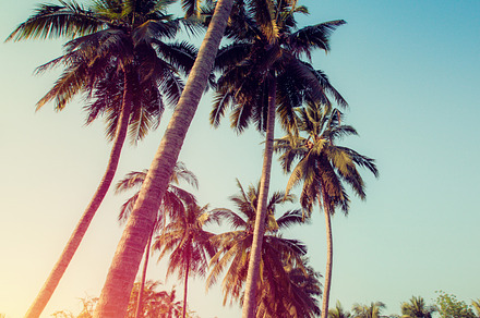 Coconut tree on blue sky in vintage, a Nature Photo by Pushish Images