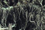72 Microscopic Fungi Backgrounds, a Background Graphic by h.utomo (Thumbnail 57 of 72)