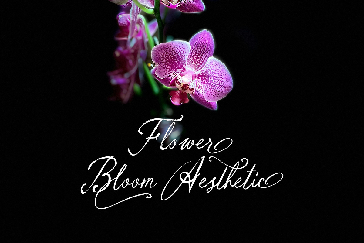 Nora Selira, a Script Font by Realtype (Photo 8 of 8)