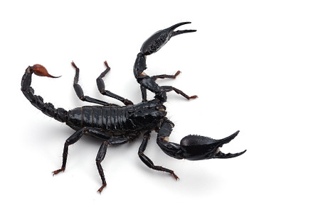 African venom scorpion isolated stock photo containing animal and arachnid, an Animal Photo by AnimalArt