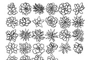 Shaded Succulent Procreate Stamps, a Brush Add-On by AureDesignCo (Thumbnail 2 of 3)