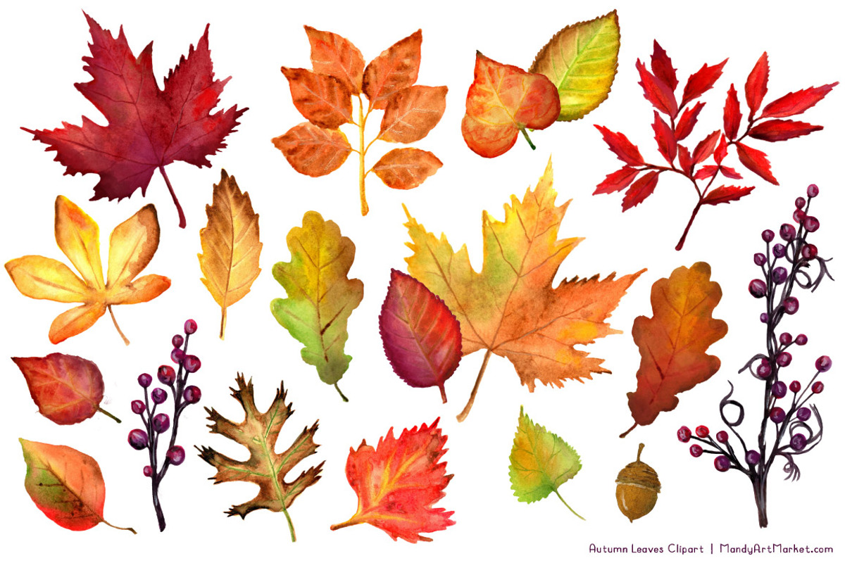 Watercolor Autumn Leaves Clipart, an Illustration by Amanda Ilkov (Photo 3 of 3)