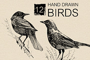 12 Hand drawn birds, an Animal Illustration by Daria Maier (Thumbnail 2 of 5)