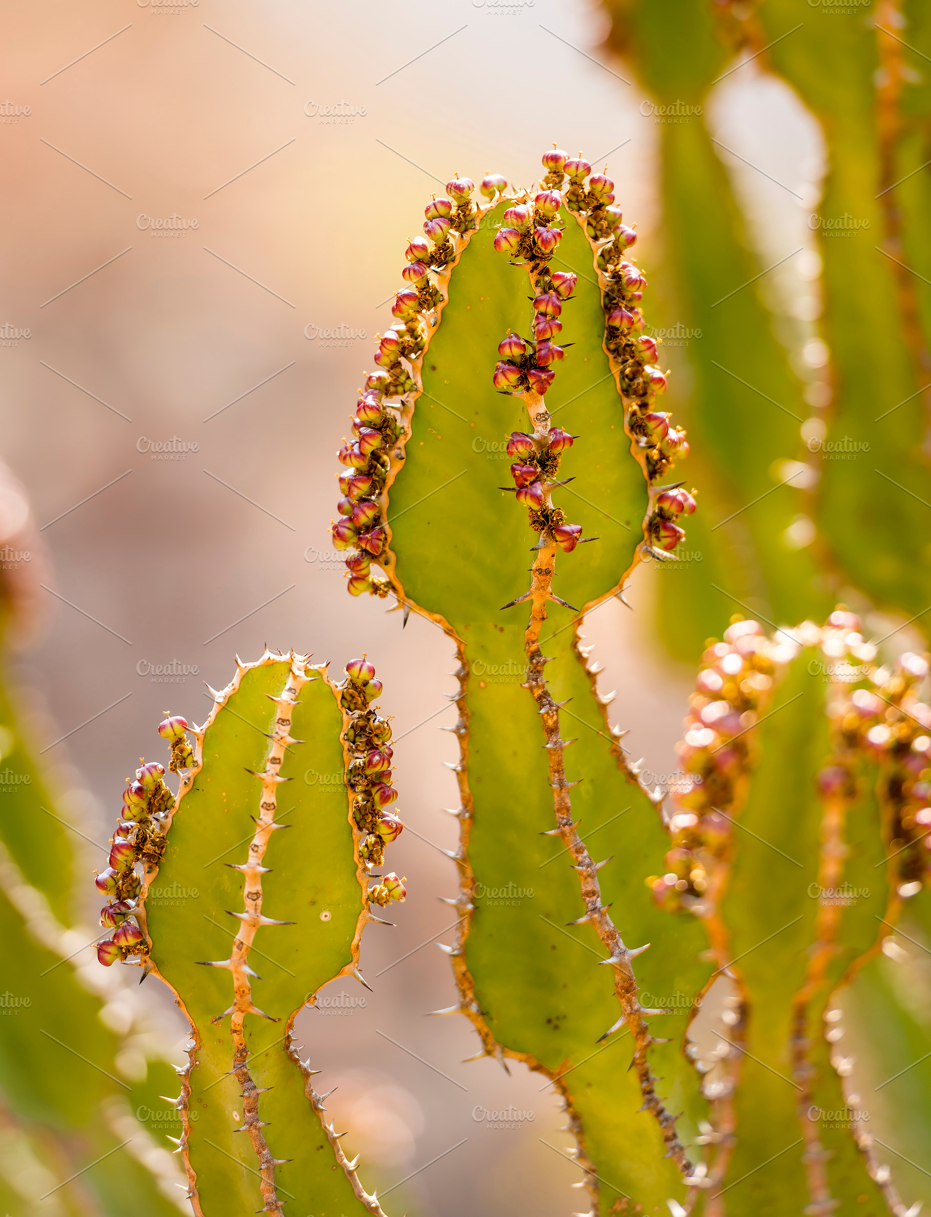 Desert Cactus Detail, a Nature Photo by THP Creative