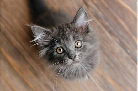 Curious gray fluffy kitten looking, an Animal Photo by Lermont51