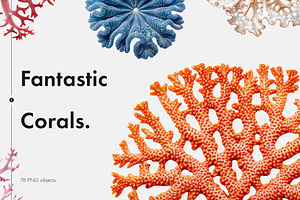 Fantastic Corals, an Object Graphic by Freezerondigital