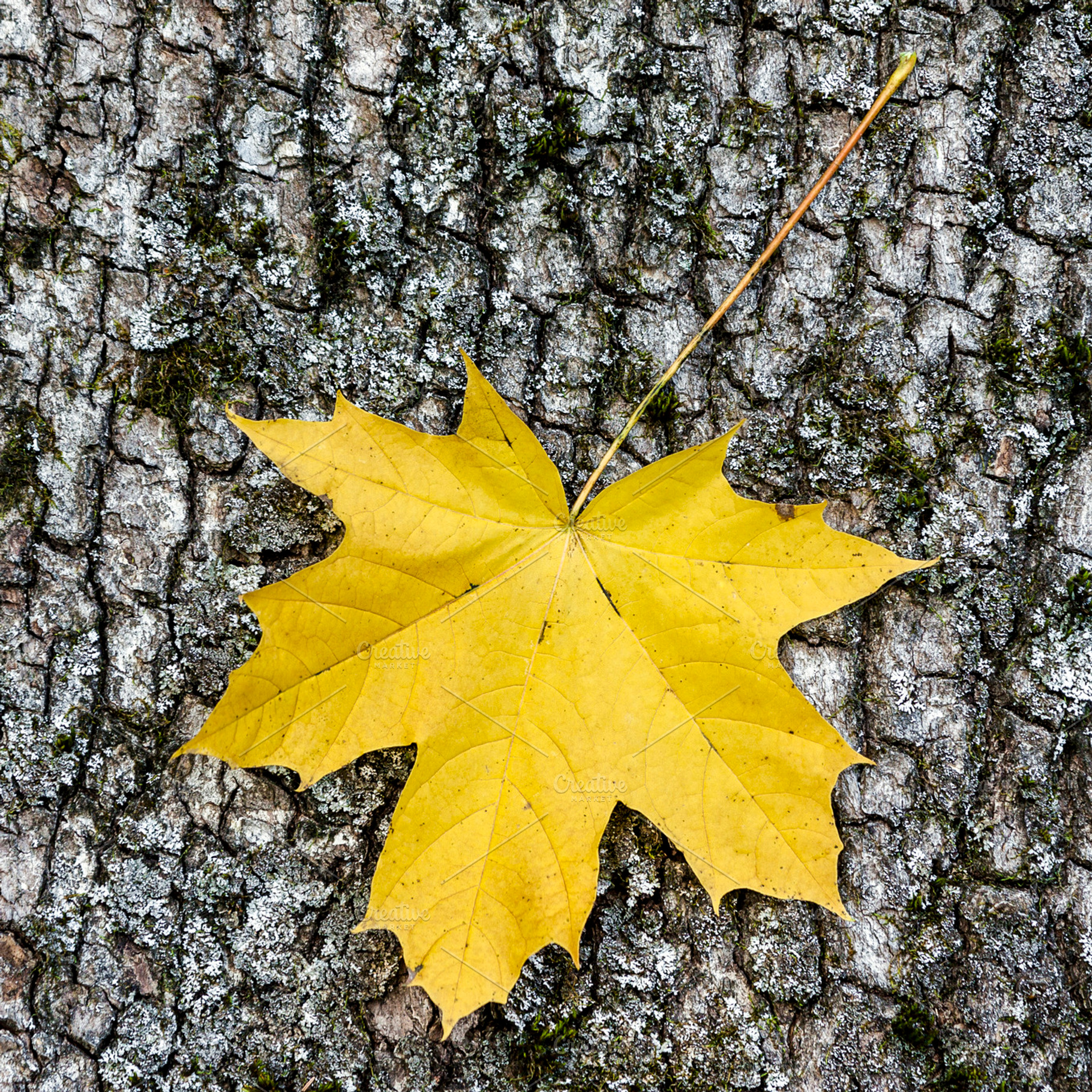 Yellow maple leaf, a Nature Photo by BOOCYS