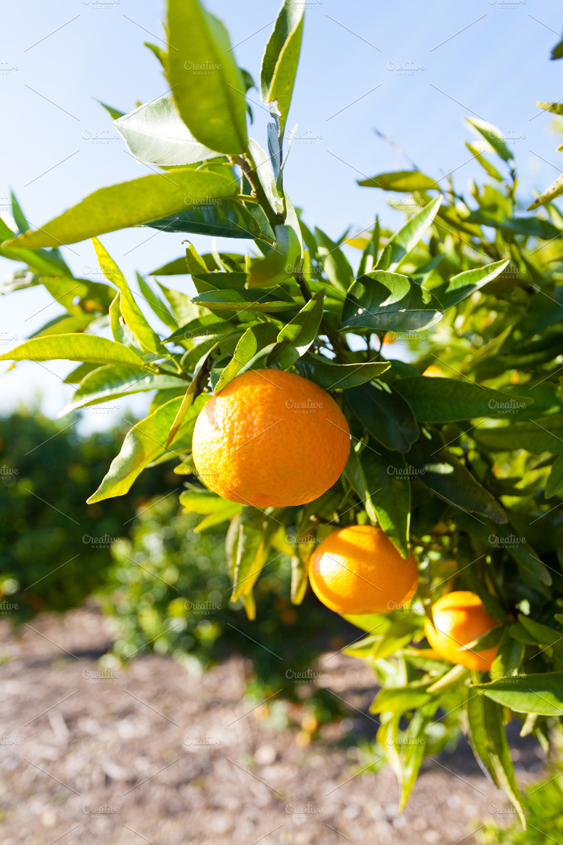 Valencia orange trees featuring orchad, orange, and orange groves, a Nature Photo by 135pixels
