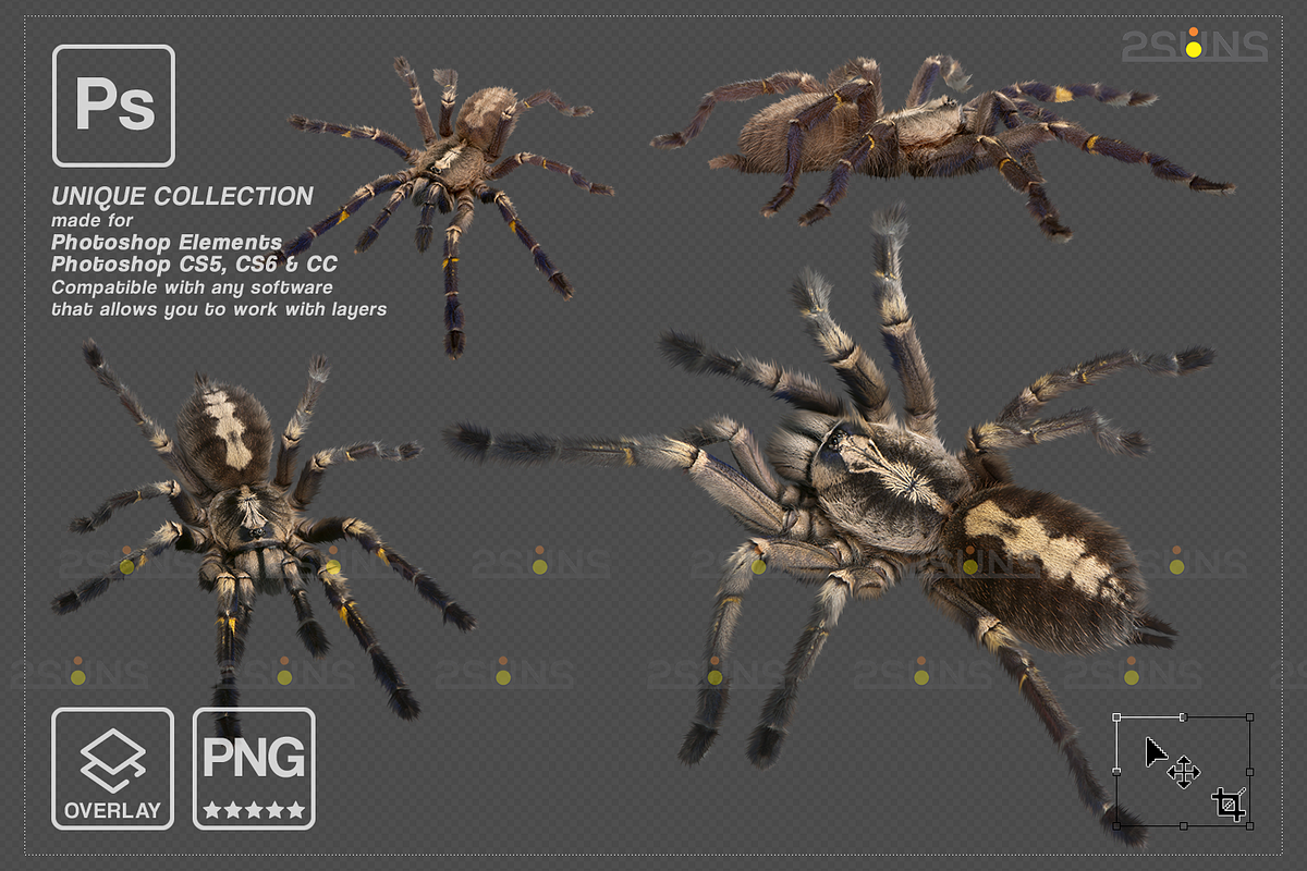 Spider Photoshop overlays, an Object Graphic by 2SUNS (Photo 2 of 9)