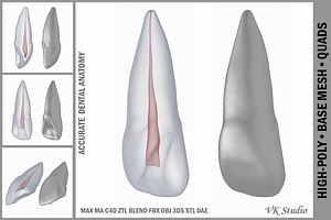 Upper Central Incisor With Pulp