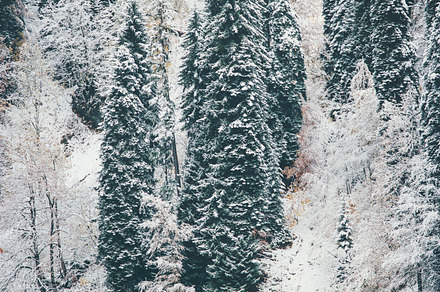 Winter Forest and Lake Landscape, a Nature Photo by e v e r s t