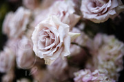 A Garden of Roses | Wedding, Events, a Nature Photo by Farewell (Thumbnail 37 of 41)