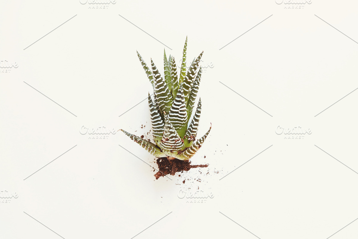 Retreat | Botanical Stock Photo Bund, a Nature Photo by MDSN Design (Photo 10 of 16)