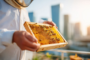 Beekeeper with honeycomb frame in urban setting, an Animal Photo by AlyaAnd