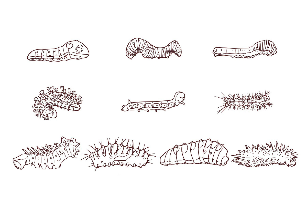 Caterpillar Hand Drawn Illustration, an Animal Illustration by SLAB! Design (Photo 3 of 3)